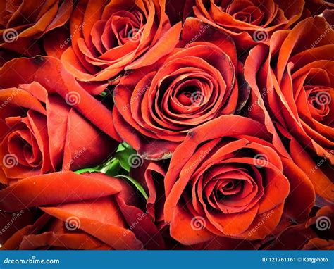 Bunch Of Red Roses Closeup Stock Image Image Of Group 121761161
