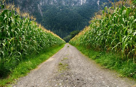 Pathway In Middle Of Corn Field · Free Stock Photo