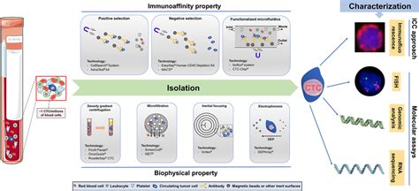 Overview Of Technologies For Circulating Tumor Cells Ctcs Capture