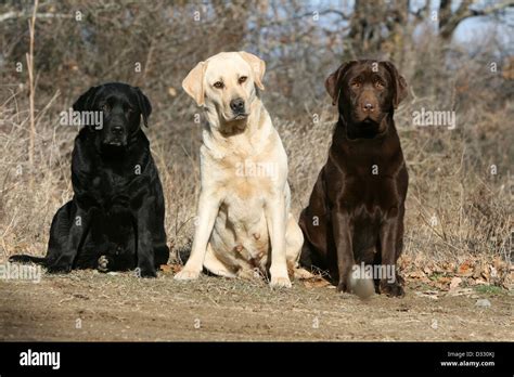 Dog Labrador Retriever Three Adults Different Colors Black Yellow And