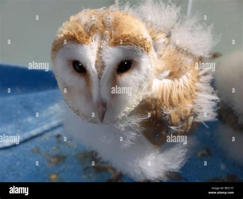Baby Barn Owl Stock Photo Alamy