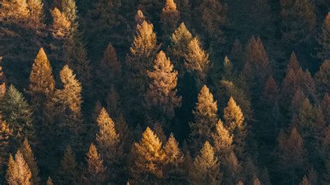 Download Wallpaper 3840x2160 Forest Aerial View Trees Coniferous