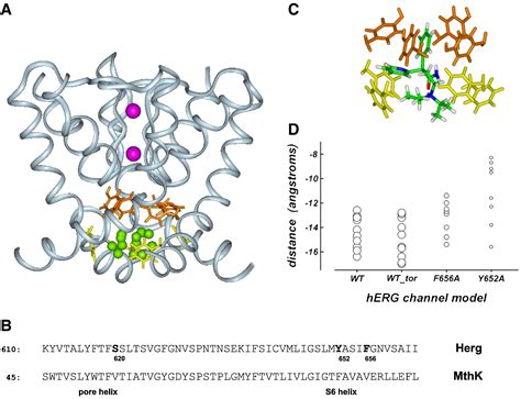 Molecular Determinants Of Herg Potassium Channel Inhibition By