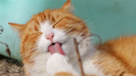 Cute Cyan Turquoise Photography Lovable Orange Tabby Cat Sweet