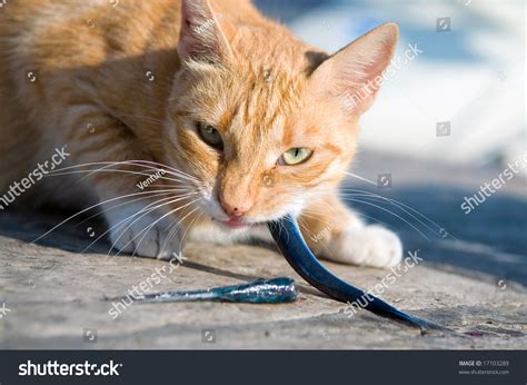 We did not find results for: Cat Eating Fresh Fish Stock Photo 17103289 : Shutterstock