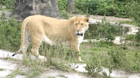 Liger At Safari Park Shenzhen Lion Tiger Mix Youtube