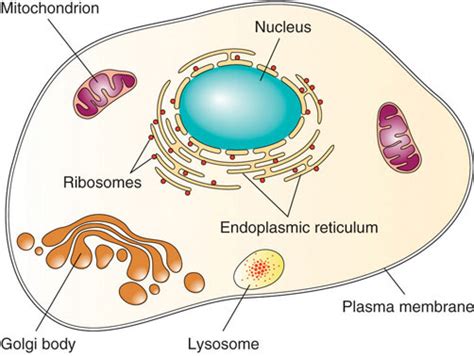 The Basic Structural And Functional Unit Of Life The Cell