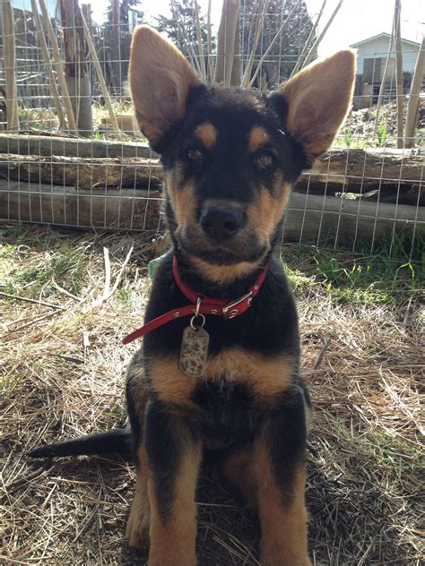 Zuko A German Shepherdairedale Terrier Mix Puppy Airedale Terrier