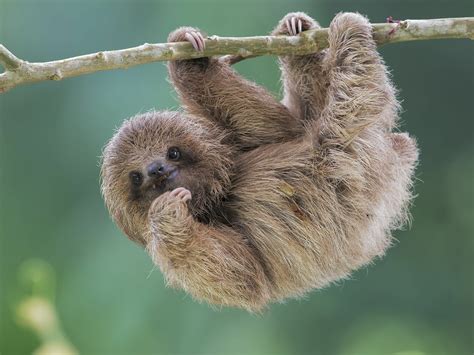 Cute Sloths In Trees