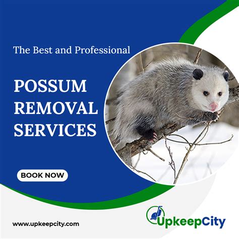 Possum Removal Service Trusted Pest Control Upkeepcity