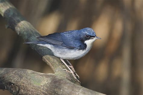 Blue Nightingale Description Habitat Interesting Facts