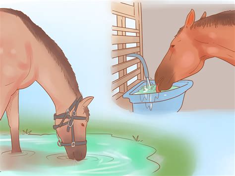 4 Ways To Condition Your Horse For Endurance Riding Wikihow