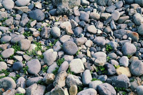 Free Images Sea Nature Rock Plant Texture Shore Cobblestone