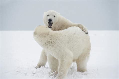 Usa Alaska Beaufort Sea Polar Bears Photograph By Steven Kazlowski