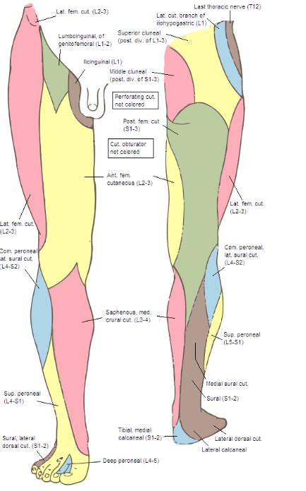 Peripheral Nerve Map