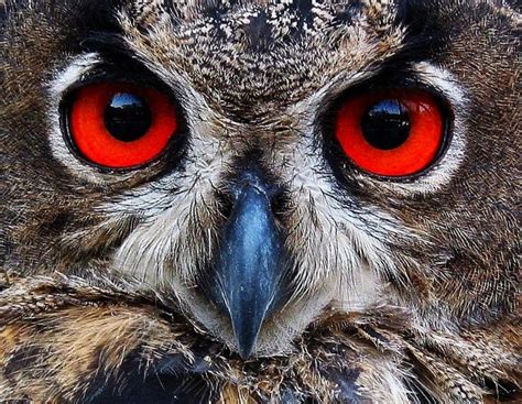 Interesting Facts About Owls Eyes Animals