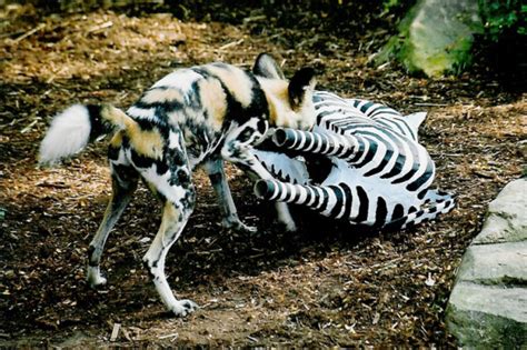Top Predators Of Zebras That Eat Zebras