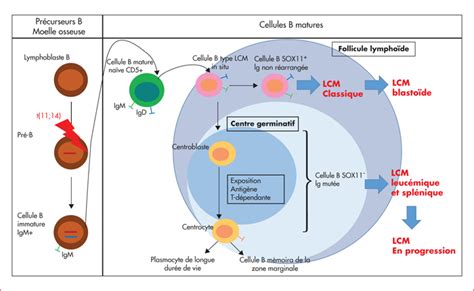 Jle Hématologie Actualités De Leha Dans Le Lymphome à Cellules Du