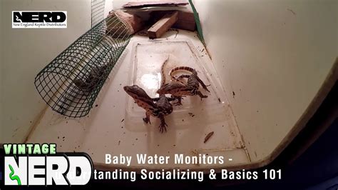 Baby Water Monitors Understanding Them Socializing And Basics 101