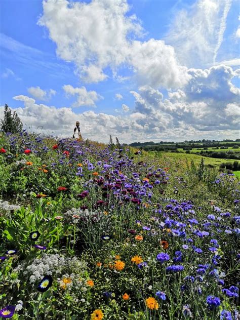 Wildflower Meadows In Tipp Tipperarycocoie In 2021 Wild Flower