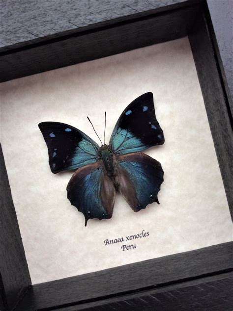 Anaea Xenocles Peru Real Framed Blue Butterfly T Farm Raised