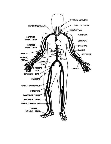 Figure 9 6 Main Veins Of The Human Body Basic Human Anatomy