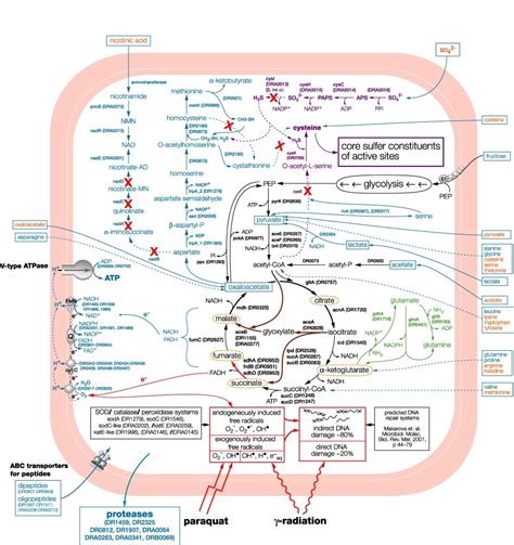 Chart Of Metabolic Pathways