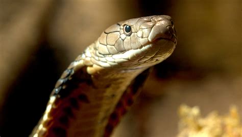 King Cobra San Diego Zoo Wildlife Explorers