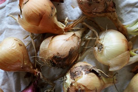 How to Dry Onions from the Garden — Under A Tin Roof™