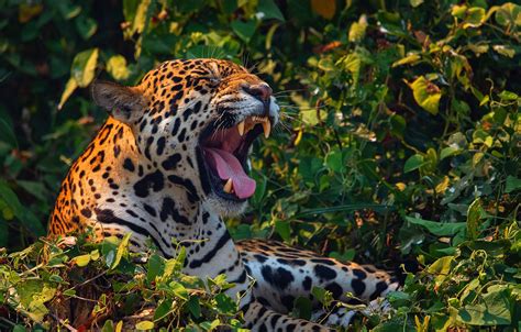 Wallpaper Jaguar Fangs Face Predator Wild Cat Big Cat Grin Images