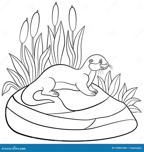 Coloring Pages Little Cute Otter Stands On The Stone Stock Vector