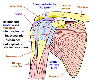 They are also categorized directionally as anterior, posterior, and lateral. Shoulder - Wikipedia, the free encyclopedia