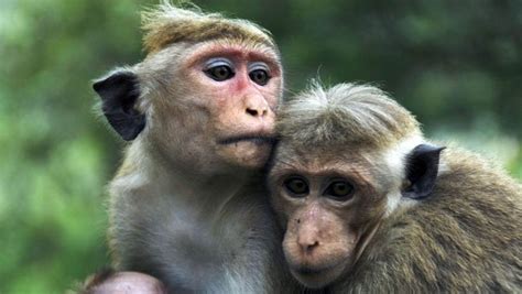 Monkey Facts 39 Amazing Facts About Monkeys