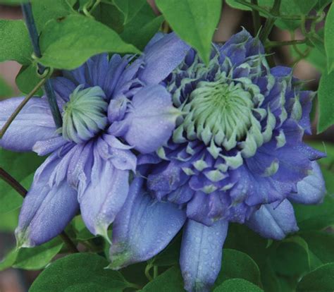 Blue Light Clematis Bloom Time Chart