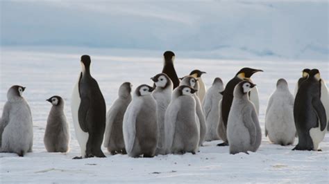 Colony Of 9000 Penguins Discovered In Antarctica