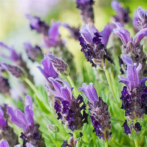 There are many occasions when sending purple flowers are an appropriate gesture. Lavender Bandera | 5 Large Plug Plants | Lavender plant ...