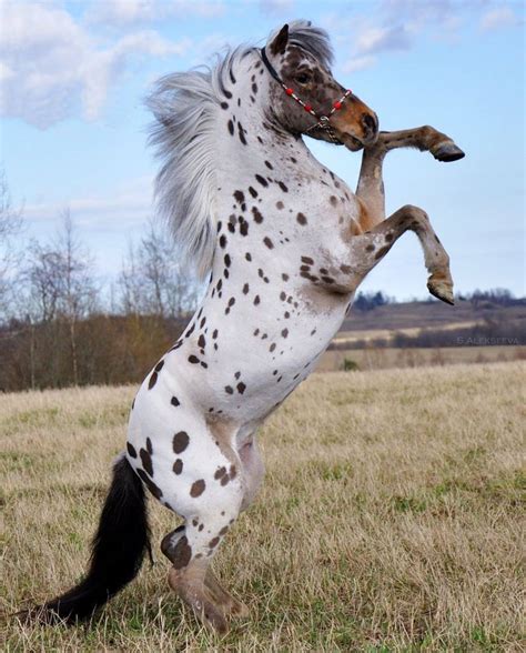 Appaloosa Pony Stallion Baas Rearing Up Horses Pinterest