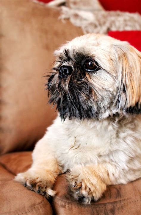 My cute puppy :) He's an imperial teacup Shih Tzu (With images) | Shih tzu, Shih tzu dog, Teacup