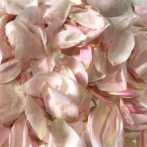 Pink Rose Petal Bag Florabundance Wholesale Flowers