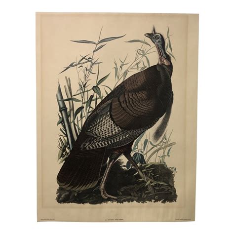 Vintage Penn Print Edition Audubon Wild Turkey Reproduction Print