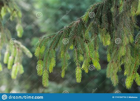 The Floral Background With Young Green Coniferous Twigs Stock Photo