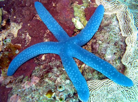 Blue Linckia Linckia Laevigata Palau Photo 1 Tropical Reefs