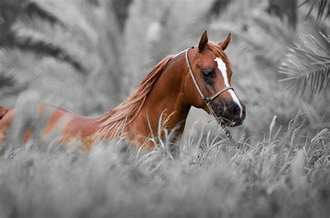 Auguste maroilleur, propriétaire terrien en normandie, règne en véritable patriarche sur sa ferme. Top 20+ Quotes That Sing Of Horse Love | La Polo