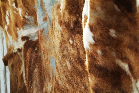 Cow Skin Stock Photo Image Of Hair Surface Mammal 74970258