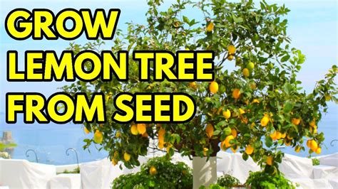 How To Grow Lemon Trees From Seeds Full And Complete Explanation