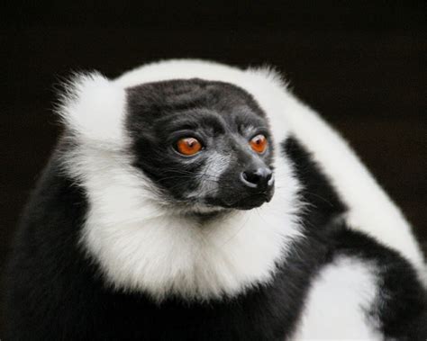 Black And White Ruffed Lemur At Dudley Zoo And Castle Zoochat