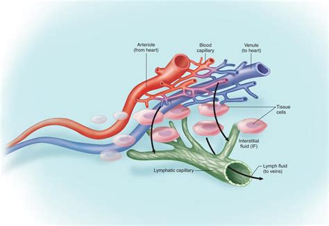 Lymphatic System Basicmedical Key