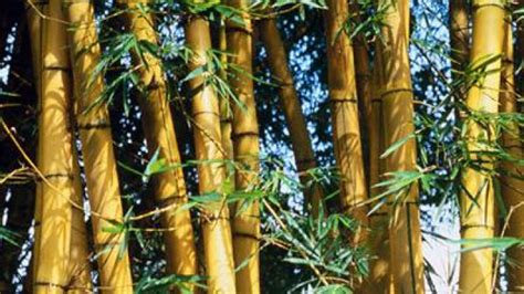 Bambu ini merupakan bambu yang ukurannya panjang tetapi berdiameter kecil. Pakaian Sehat dari Serat Bambu
