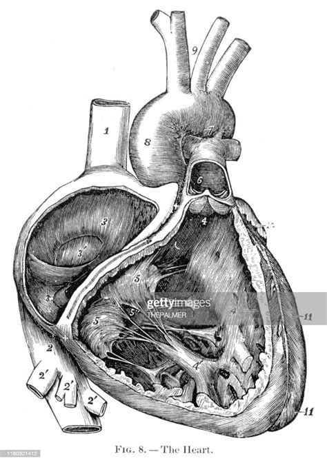 Human Heart Anatomy Engraving 1886 High Res Vector Graphic Getty Images
