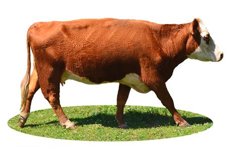 Highland Cow Png Images Transparent Background Png Play